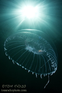 Ribbed Medusa
Puget Sound, WA, U.S.A. by Tom Radio 